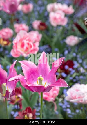 Herrliche Purple Dream Farm (Lilienblüte Tulpe), Frühlingsblühbirnen, Bietet Pfingstrosenblüten. Verwenden Sie es als Hintergrundbild, Poster und Platz für Ihr Zuhause Stockfoto