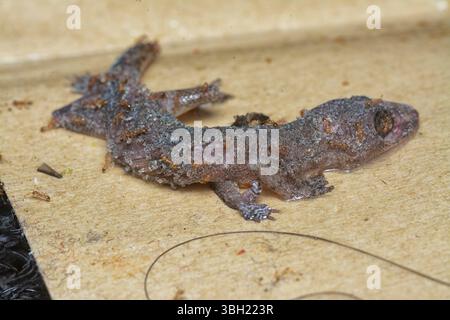 Einige der Hausschädlinge stecken auf der klebrigen Papierfalle. Stockfoto