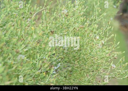 Üppig grüne Pflanzen, die unter warmem Sonnenlicht wachsen Stockfoto