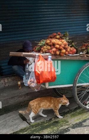 Jakarta, Indonesien - 9. Februar 2025: Ein Mann sitzt auf dem Bürgersteig neben einem Wagen voller Früchte. Eine Katze läuft vorbei Stockfoto