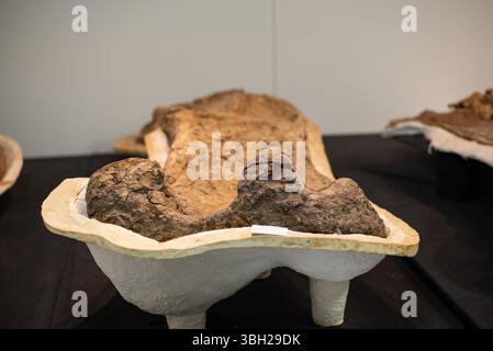 Dinosaurierknochen aus Eromanga Stockfoto