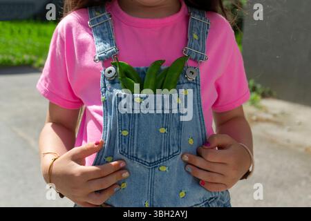 Kind in Denim-Overalls mit frischen grünen Erbsen – nachhaltige Kindheit und lokales Lebensmittelkonzept Stockfoto