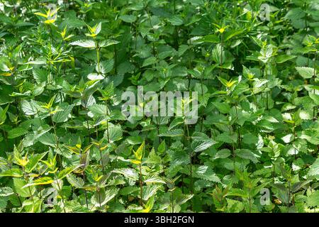 Dichter Brennnesselfleck im sonnendurchfluteten Garten. Stockfoto