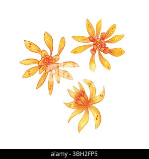 Set aus drei hellen, orangen Blumen. Aquarellillustration, handgezeichnet, Zeichentrickfilm. Für Scrapbooking, Journaling, Aufkleber, Drucken. Zimmerpflanze Stockfoto
