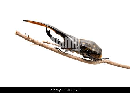 Der erstaunliche Käfer Dynastie Herkules auf einem trockenen Zweig isoliert auf weißem Hintergrund in Seitenansicht. Stockfoto