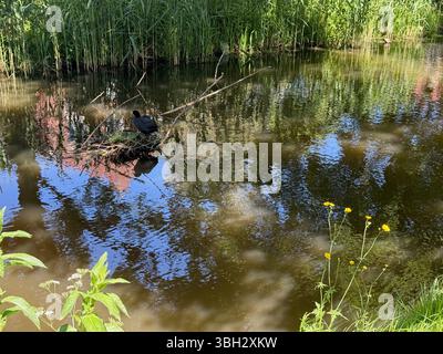Niedliche Ente, die im Park auf dem Wasser nistet Stockfoto