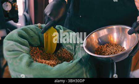 Messung roher Kaffeebohnen zum Rösten. Nahaufnahme einer Person in Handschuhen, die rohe Kaffeebohnen aus einem Sacksack in eine Metallschale schaufelt, um sich darauf vorzubereiten Stockfoto