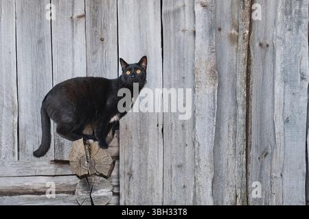 Warnende schwarze Katze mit markanten, bernsteinfarbenen Augen, die auf einer verwitterten Holzwand thront. Ländliche Szene mit rustikalen Texturen und natürlicher Katzenhaltung. Stockfoto