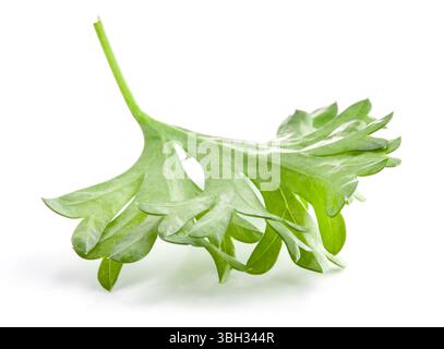 Eine Nahaufnahme von lockiger Petersilie (Petroselinum crispum) mit grünen, gerafften Blättern, isoliert auf weißem Hintergrund. Stockfoto