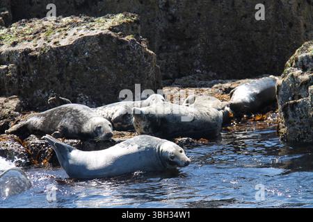 Einige graue Seehunde ruhen an einer Küste von Rocky Beach. Stockfoto