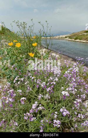 Dreihörnige Brühe (Mathiola tricuspidata) und Gelbhörner Mohn (Glaucium flavum) Blüten an einem Kieselstrand, Antiniotissa Lagune, Korfu. Stockfoto