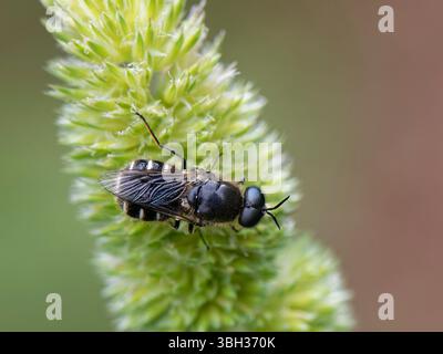 Soldatenfliege (Lasiopa sp.) Sonne auf der Küstenvegetation, Korfu, Griechenland, Mai. Stockfoto