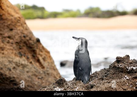 Galapagos-Pinguin (Spheniscus mendiculus). Bartholomew Island, Galapagos Stockfoto