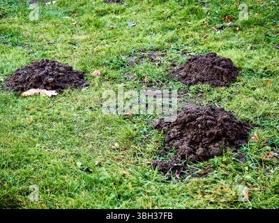Frischer Maulkienhügel aus ausgegrabener Erde auf einem grünen Rasen, der in einem gepflegten Garten Störungen zeigt. Stockfoto