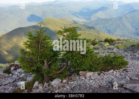 Niedrige Kiefern verwurzelt zwischen Steinen auf zerklüftetem Karpaten-Hang, auf grünen Gebirgszügen, die mit Nadelwäldern bedeckt sind. Landschaft, Tapeten Stockfoto