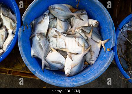 Pomfret Fisch, Marktstand mit frisch gefangenen Meeresfrüchten in Kochi, Indien, Fischindustrie am Arabischen Meer, Blauer Butterfisch, pampus, Trachinotus Block Stockfoto
