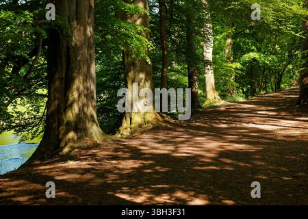 Ein schattiger Flussweg gesäumt von alten Bäumen in Brabyns Park, Marple, Stockport, Greater Manchester. Stockfoto