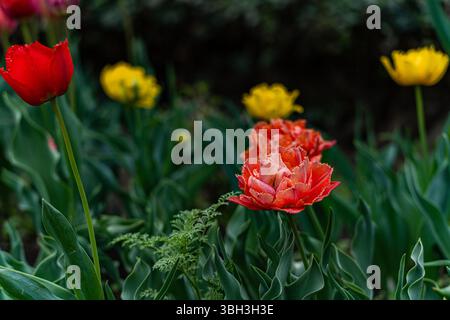 Bunte Tulpenblüten im Frühlingsgarten Stockfoto