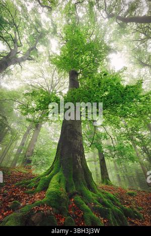 Majestätische hohe Buche in nebelgrünem Wald, Wurmperspektive im vertikalen Format Stockfoto