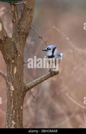 Blue jay posiert auf einem Baum Stockfoto