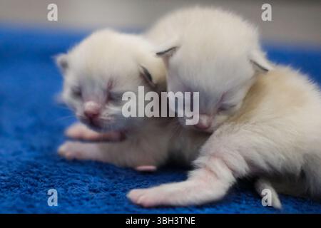 Zwei neugeborene 1 Woche alte Ragdoll-Kätzchen schlafen mit geschlossenen Augen auf der Decke, Hauskatze Stockfoto
