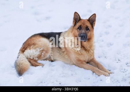 Winterporträt des Deutschen Schäferhundes, der auf Schnee liegt, mit dickem, wetterfestem Fell, sanftem Ausdruck und einer ruhigen Umgebung im Freien. Stockfoto