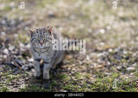 Foto einer vorsichtig aussehenden Outdoor-Katze mit braun-grauem Fell und grünen Augen, die still auf matschigem Grasland sitzt und die vorsichtige und dennoch selbstbewusste Ausstrahlung ausdrückt Stockfoto