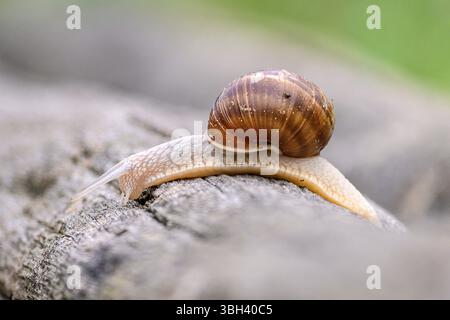 Römische Schnecke (Helix pomatia) aus Tiszaalpár, Ungarn. Stockfoto