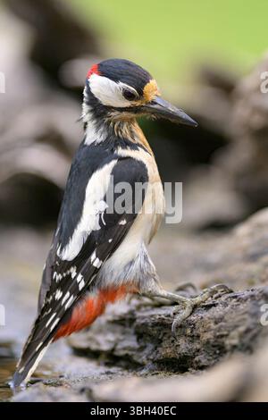Rotspecht (Dendrocopos Major, männlich) aus Tiszaalpár, Ungarn. Stockfoto