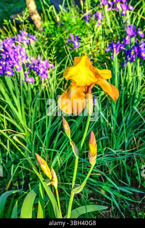 Gelb-orange Irisblume im Kräutergarten - Zentralfrankreich. Stockfoto