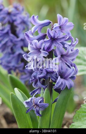 Hyacinthus orientalis „Delfter Blau“ Blütenspitze im April. Stockfoto