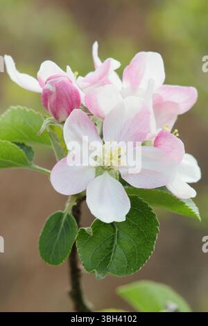 Apfelblüte. Frühlingsblüten von Malus domestica Greensleeves, einer Dessertsorte, die im April blüht. UK Stockfoto