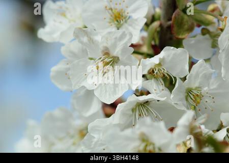 Frühlingsblüte. Kordia. Prunus avium Kordia. Frühlingsblüte von Süßkirsche, Prunus avium Kordia. UK Stockfoto