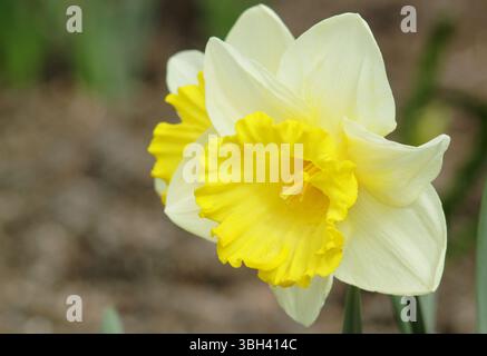Narcissus Las Vegas zeigt im April charakteristische helle Blütenblätter und gelbe Trompete. UK Stockfoto