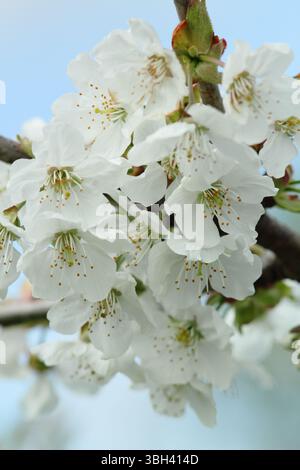 Frühlingsblüte. Kordia. Prunus avium Kordia. Frühlingsblüte von Süßkirsche, Prunus avium Kordia. UK Stockfoto