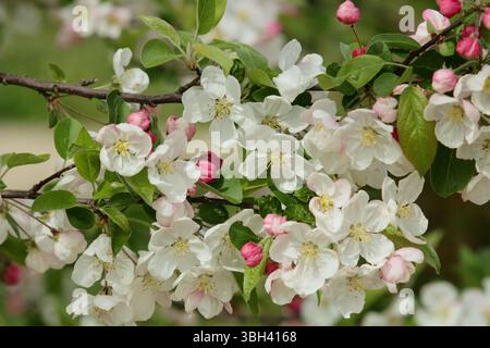 Frühlingsblüte von Malus Evereste. Der Apfelbaum der Zierkrabbe Malus Evereste blüht im April. UK Stockfoto