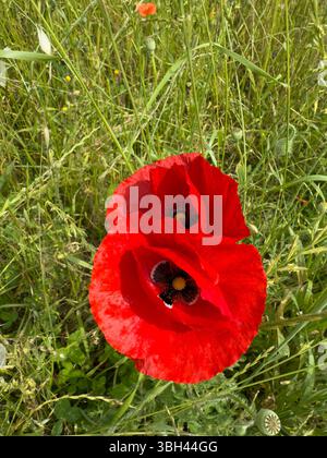 Zwei rote Mohnblumen, Nahaufnahme von roten Mohnblumen in weichem grünem Gras Stockfoto