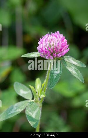 Rawdon Rotklee in Blüte Stockfoto