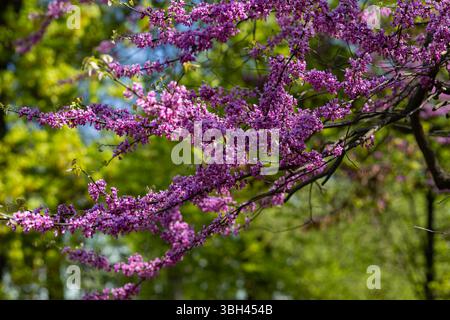 Blühende Äste der östlichen Redbud (Cercis canadensis) mit leuchtenden rosa Blüten im Frühlingssonnenlicht vor einem verschwommenen grünen Waldgrund Stockfoto