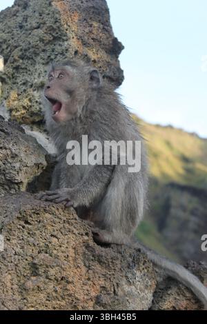 Überraschter Langschwanzmakake, der auf vulkanischem Felsen am Mount Batur, Bali, Indonesien sitzt Stockfoto