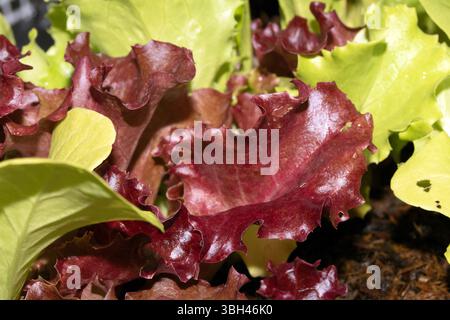 Nahaufnahme von Baby-Salatblättern, Salatgrün, das in einem Gewächshaus wächst Stockfoto