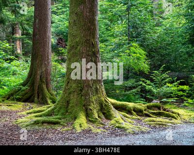 BC00838-00...BRITISH COLUMBIA - moosbedeckte Wurzeln großer Bäume entlang des Hauptwegs durch den Stawamus Chief Provincial Park in der Nähe von Squamish. Stockfoto