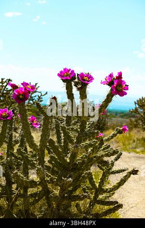 In den Ausläufern von New Mexico blüht ein lebendiger Kakteen, der zarte Wüstenblumen vor einem Hintergrund von trockenem Gelände und weicher Natur zeigt Stockfoto