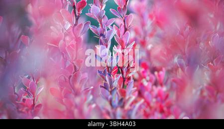 Der natürliche Hintergrund aus Berberitze ist dekorativ. Rosa-rötliche Blätter mit einem Rand am Rand. Weichzeichner Stockfoto