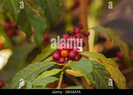 Reife Coffee Beries 16521 Stockfoto
