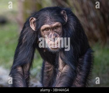 Schimpanse Stockfoto