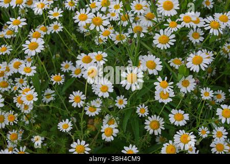 Wilden Gänseblümchen in einem Feld Stockfoto