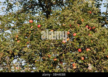 Ein großer, grüner Apfelbaum voller reifer, roter Äpfel an einem sonnigen Herbsttag, bereit für die Ernte. Stockfoto
