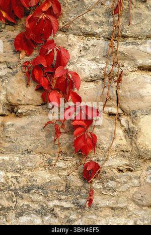 Leuchtend rotes Herbstlaub der Virginia Creeper (Parthenocissus), die auf eine alte, verwitterte Steinmauer klettert. Stockfoto