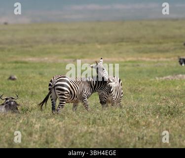 Zwei Zebras beißen und spielen Kämpfe in Afrika auf der Ebene Stockfoto